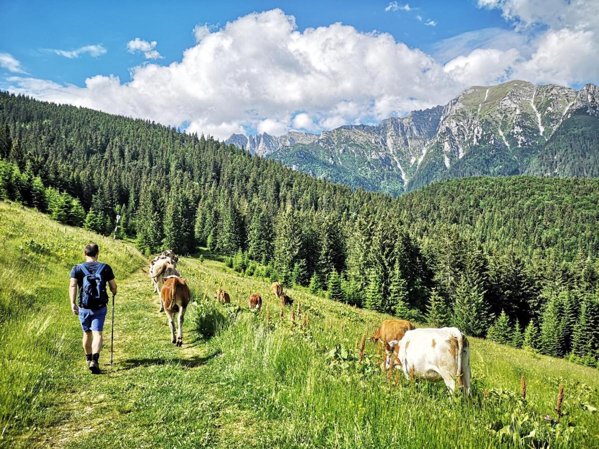 Mountain Lodge Rîşnov Exteriör bild